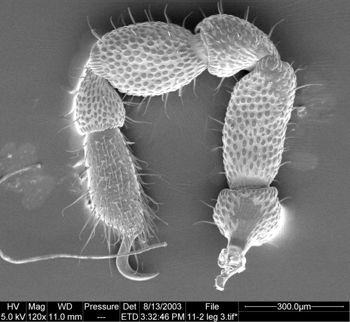 Media type: image;   Invertebrate Zoology 134647